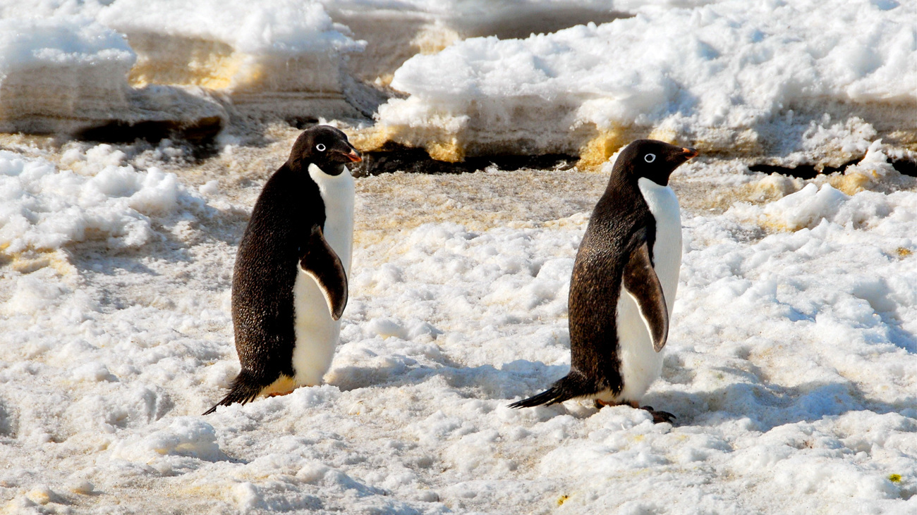 Adélie penguins at Cape Bird, Ross Island, Antarctica.