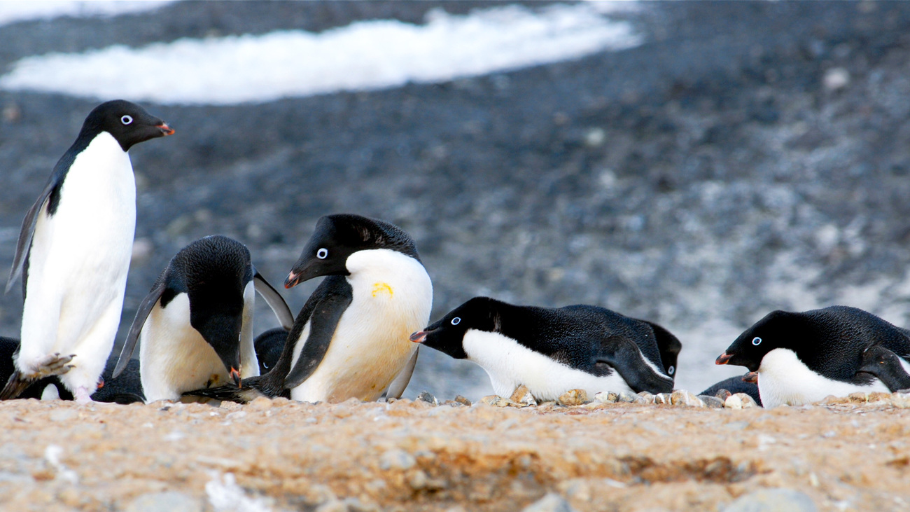 Adélie penguins at Cape Crozier, Ross Island, Antarctica.