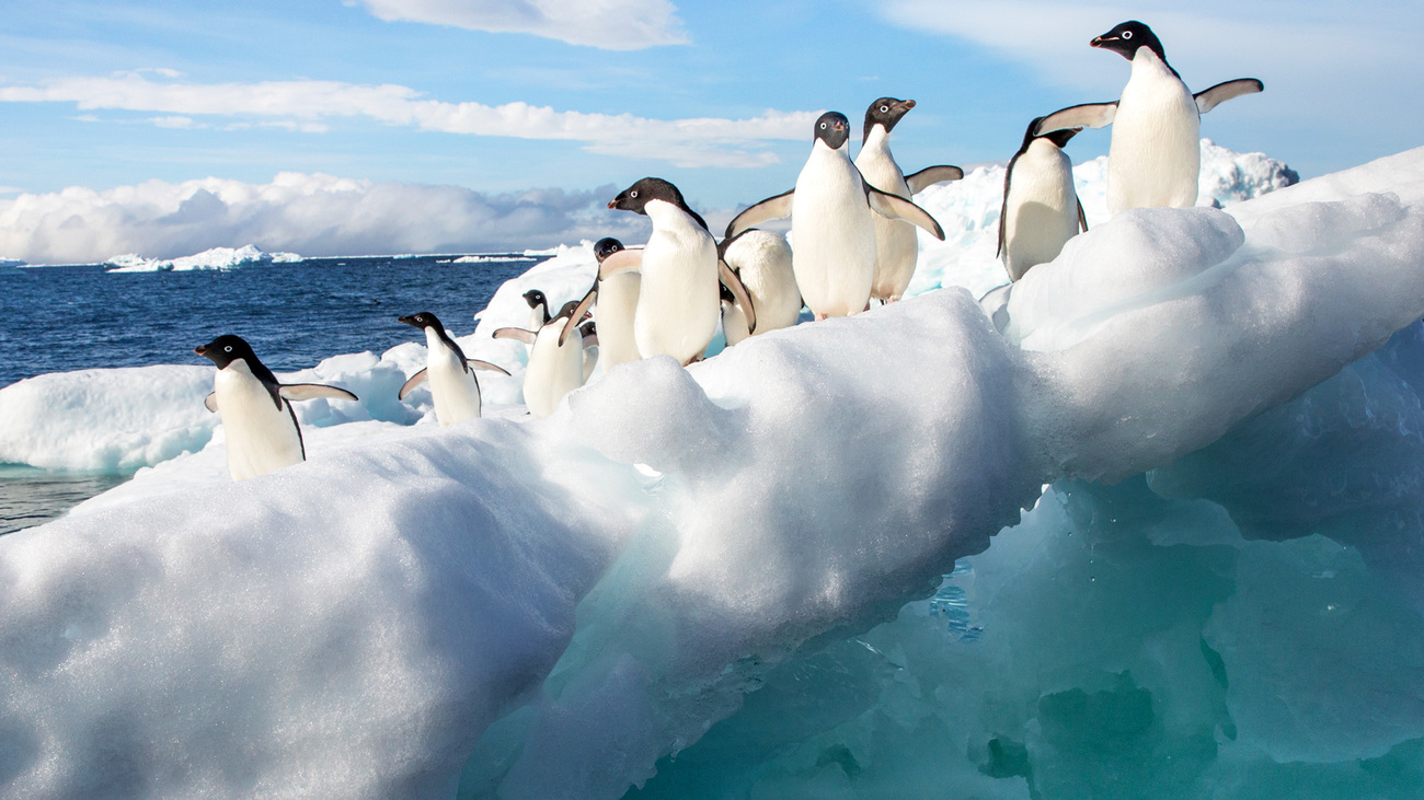 Adélie penguins on the ice in Antarctica.