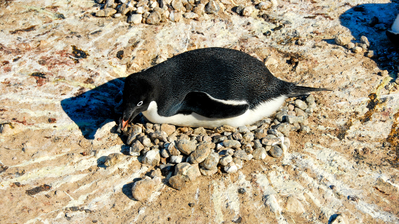 Adélie penguin nesting at Cape Bird, Ross Island, Antarctica.