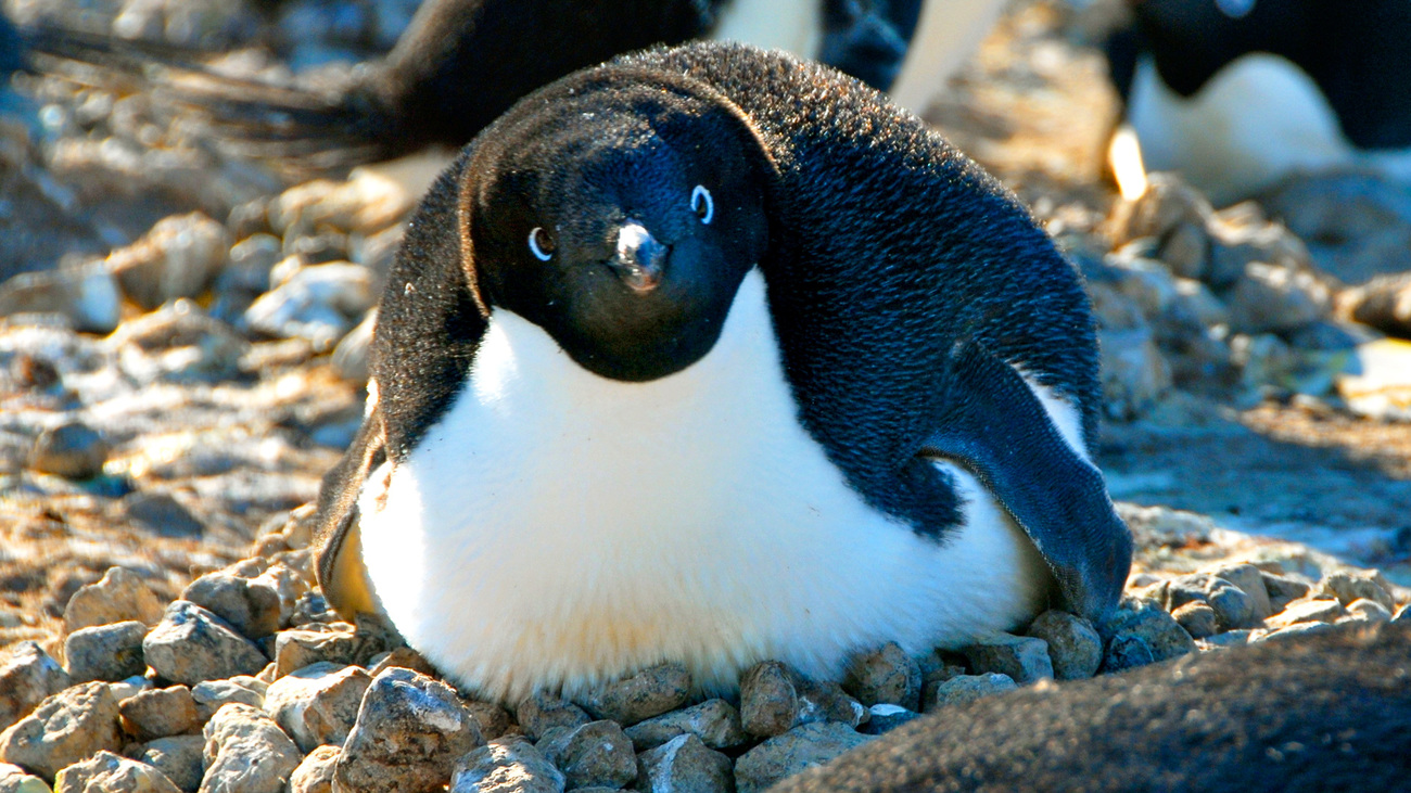 Adélie penguin at Cape Bird, Ross Island, Antarctica.