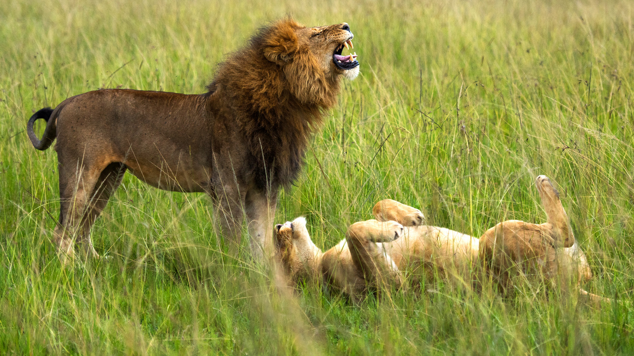 A male lion roars as his female companion rolls onto her back in Mara North Conservancy, Kenya.