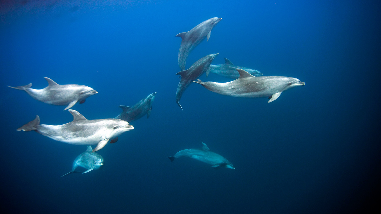 Bottlenose dolphins swimming underwater in the Azores.