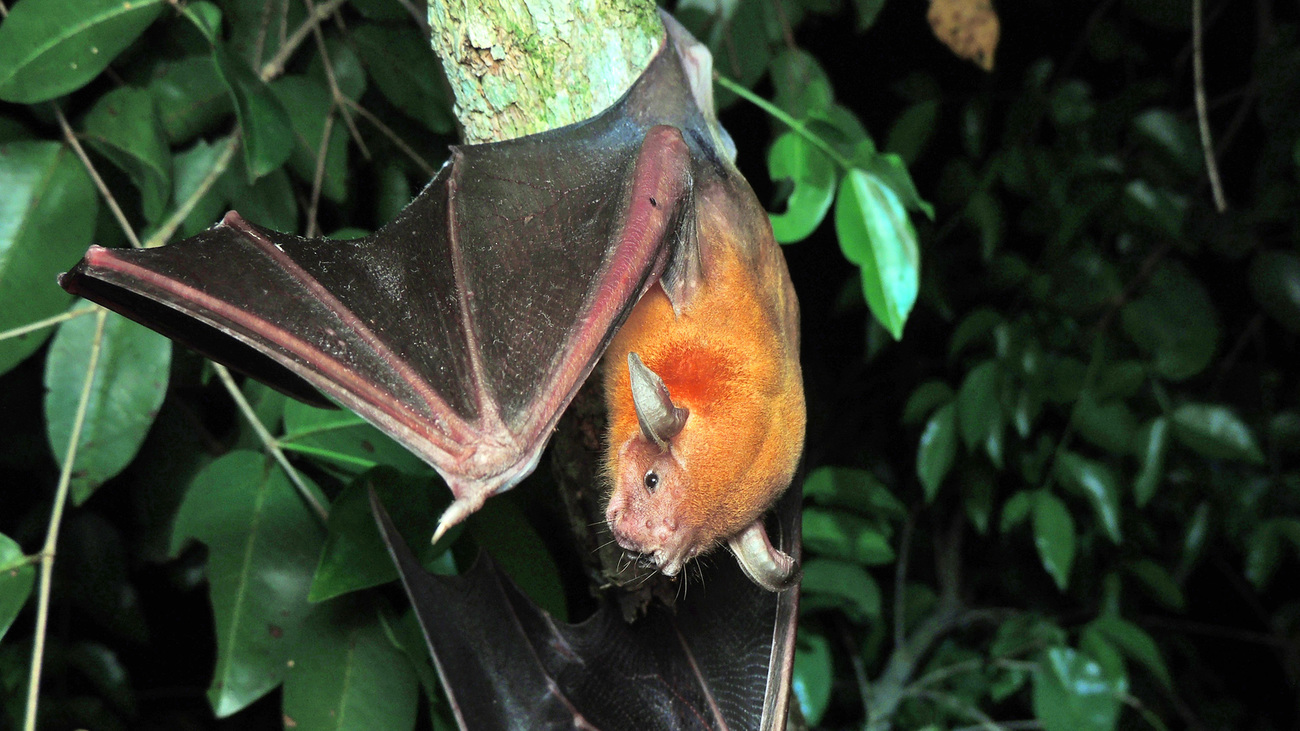 A greater bulldog bat observed in Viana, Maranhão, Brazil.