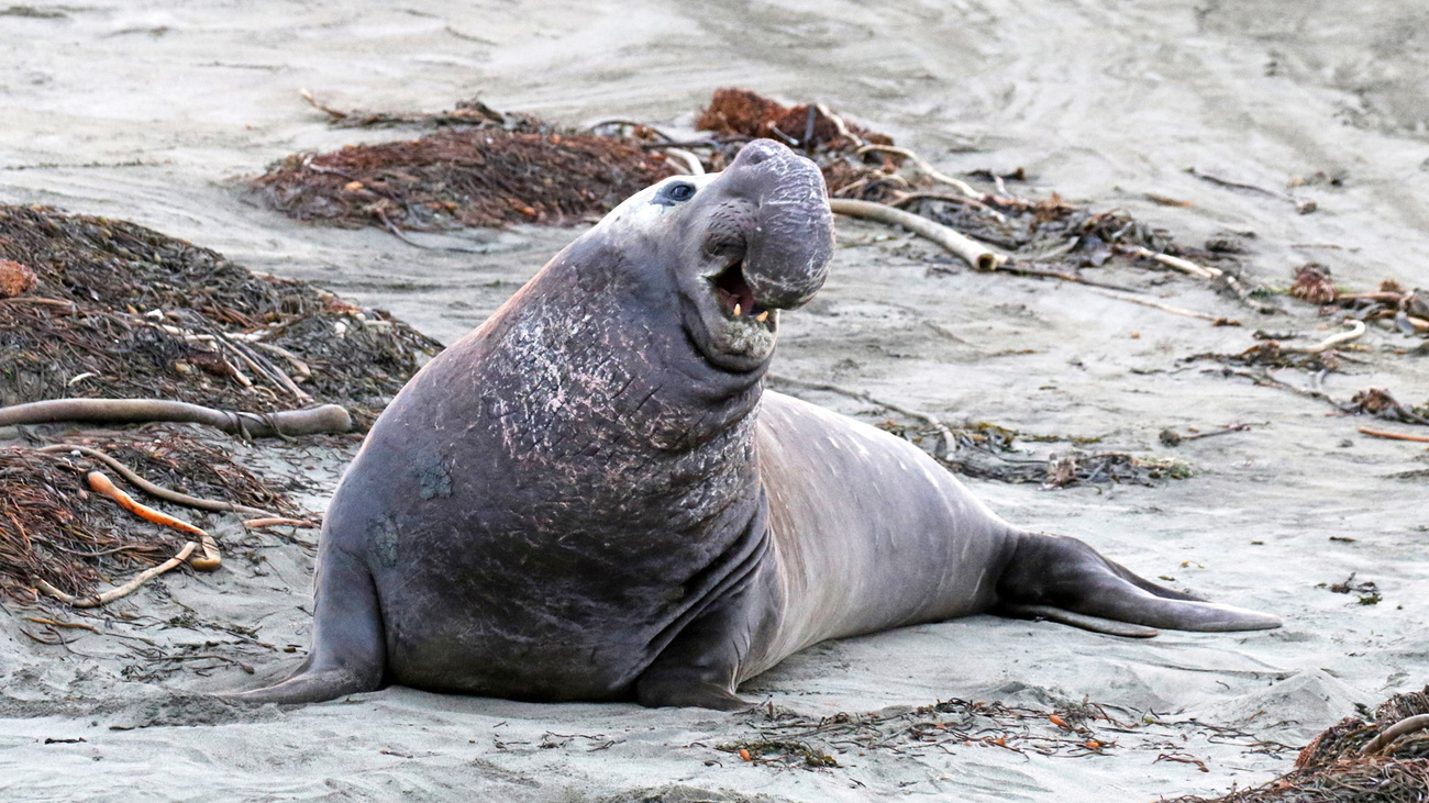 A northern elephant seal in San Luis Obispo County, California.