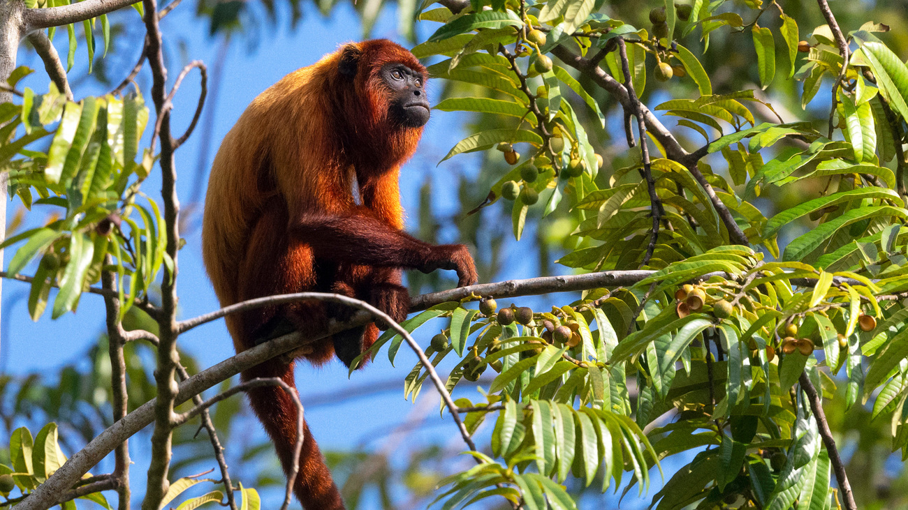 A wild red howler monkey in Guyana.