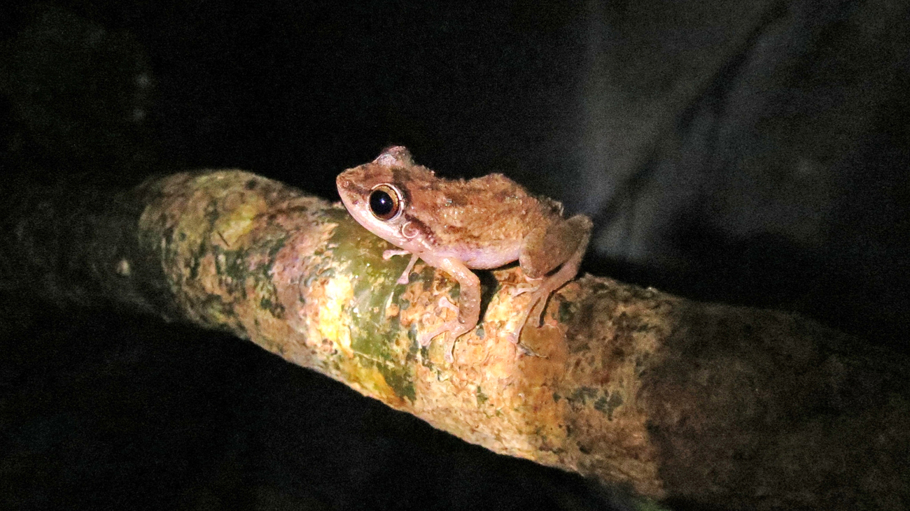 A common coqui observed in Ceiba, Puetro Rico.