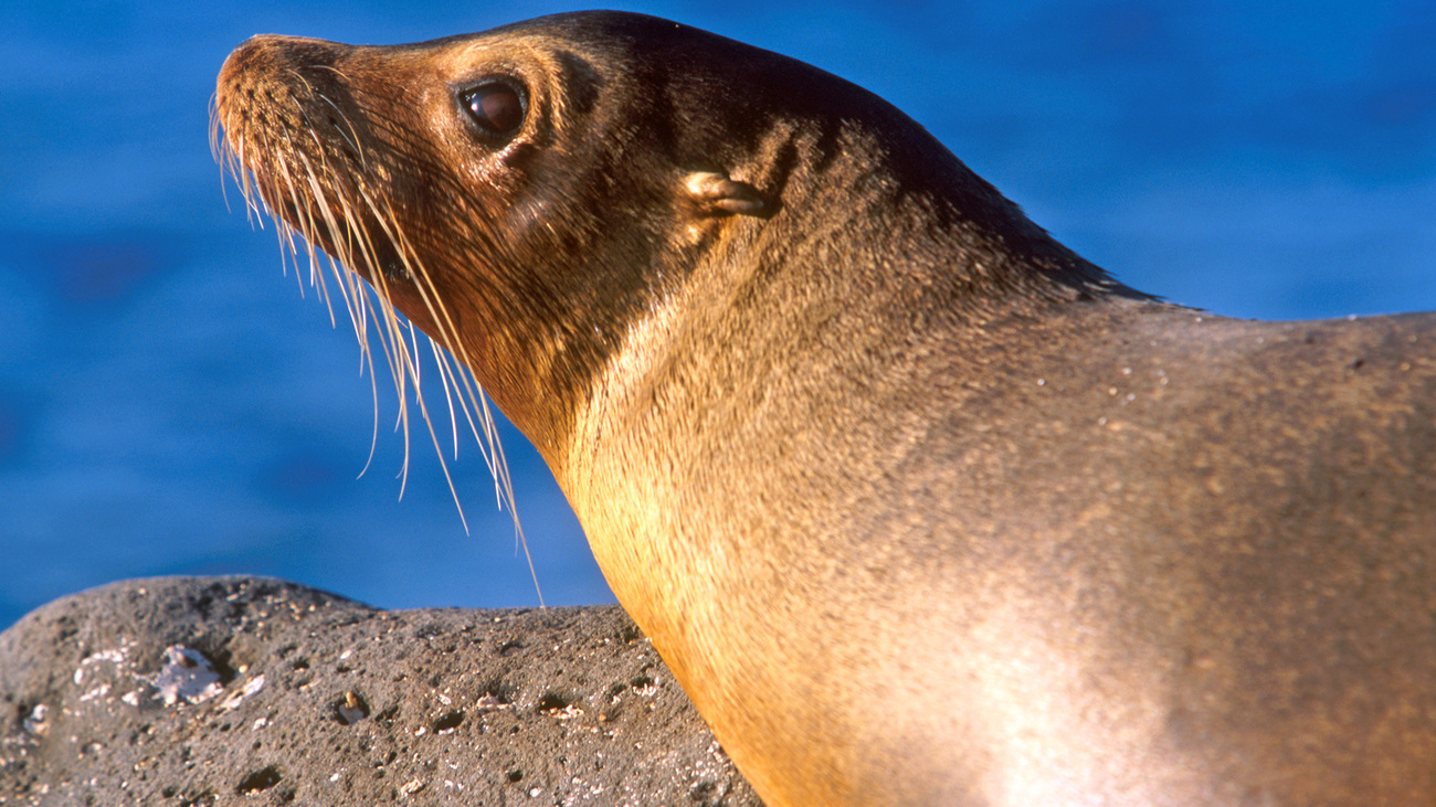 A sea lion in the Galapagos Islands.