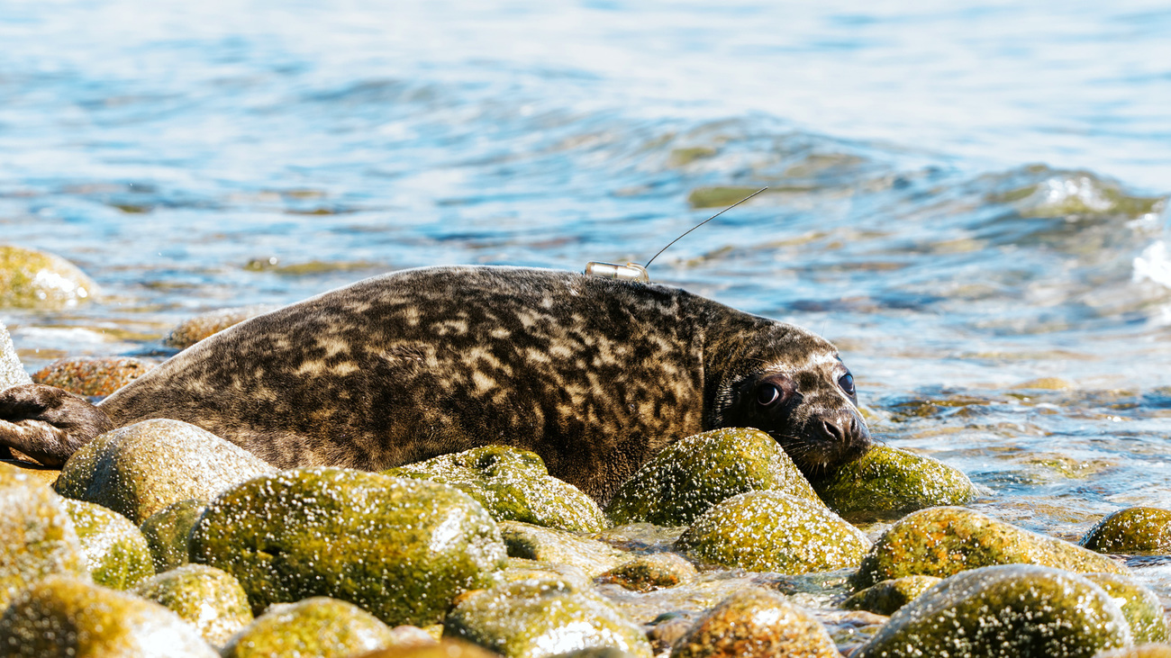 Atlas the gray seal is released back to the wild with a satellite tag on his back after being rescued from entanglement by IFAW and rehabilitated at NMLC.