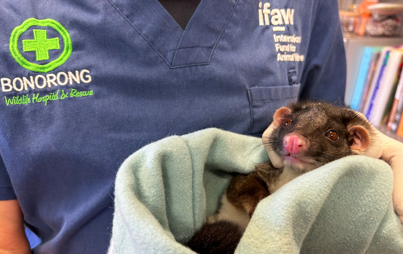Frittata the common ringtail possum while in care at Bonorong.