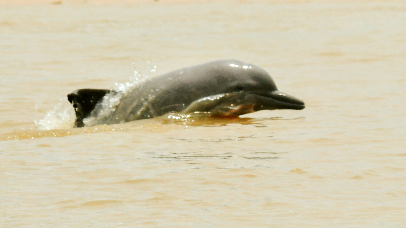 A tucuxi observed in Lake Tefé during the IFAW deployment to Brazil, in response to a mass dolphin mortality event.