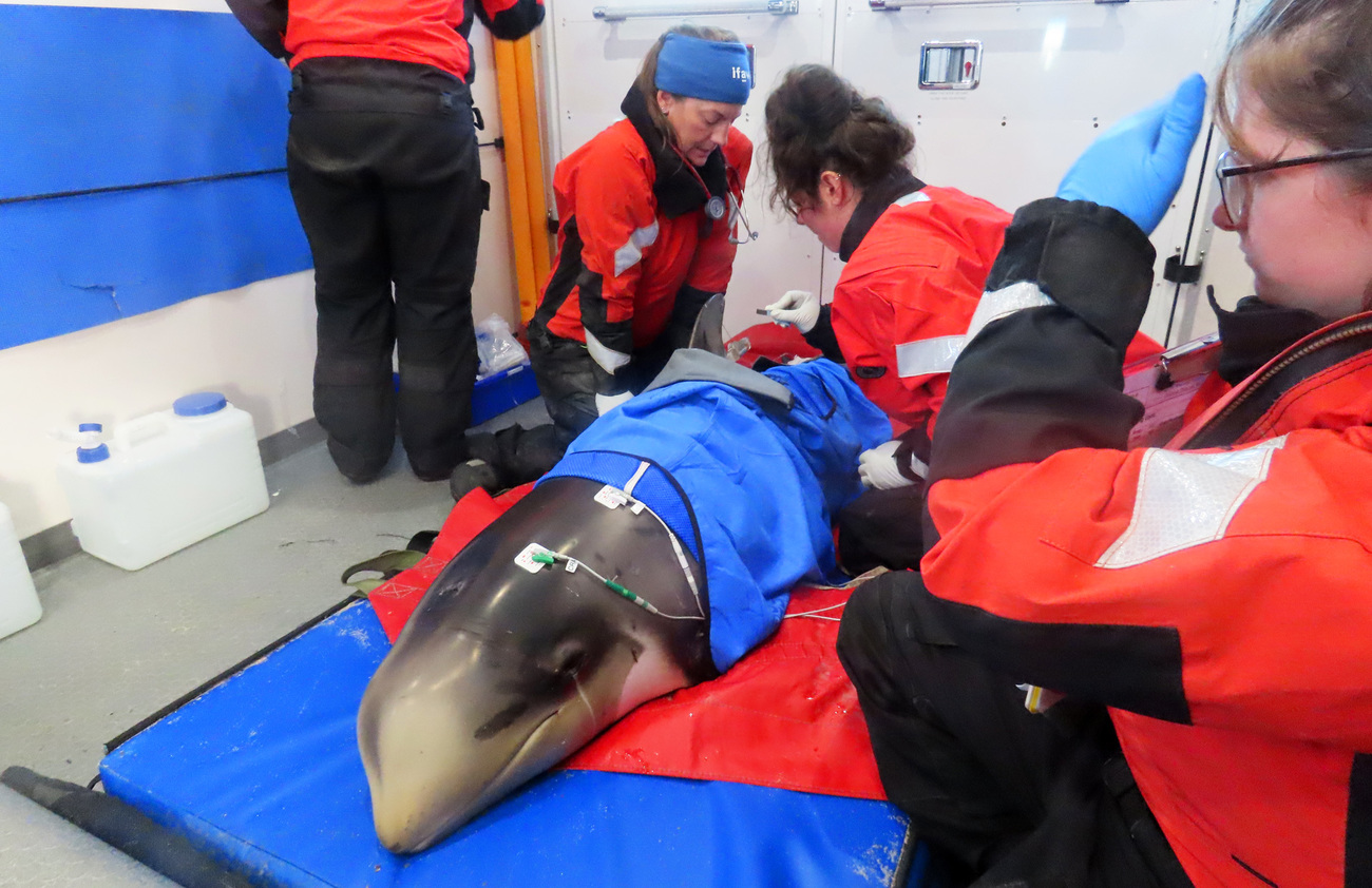 While underway to a release site at Herring Cove Beach in Provincetown, IFAW MMR responders conduct diagnostic health tests and treatments on two stranded Risso’s dolphins.