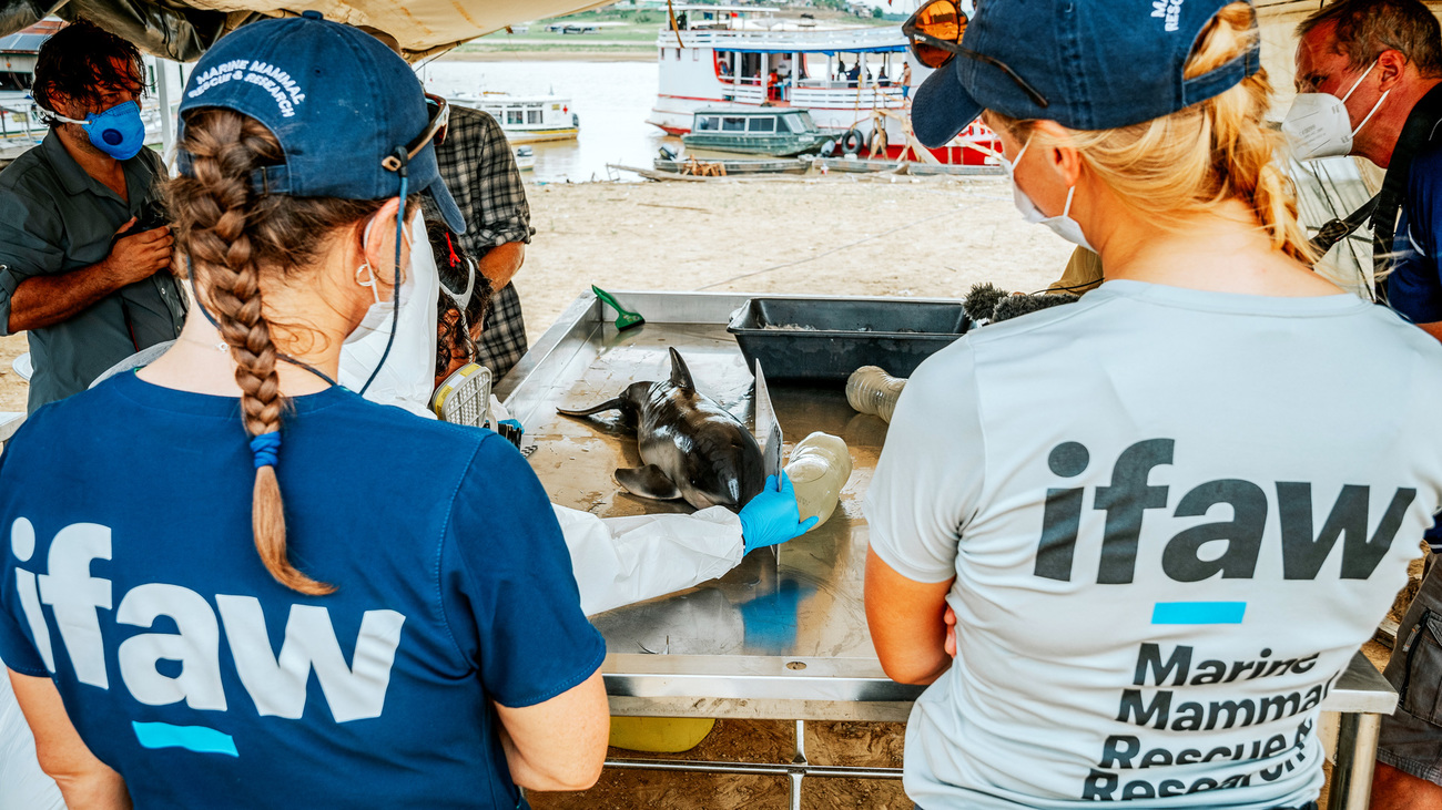 The IFAW and Mamiraua Institute team members respond to to a mass dolphin mortality event in Lake Tefé, Amazonas, Brazil.