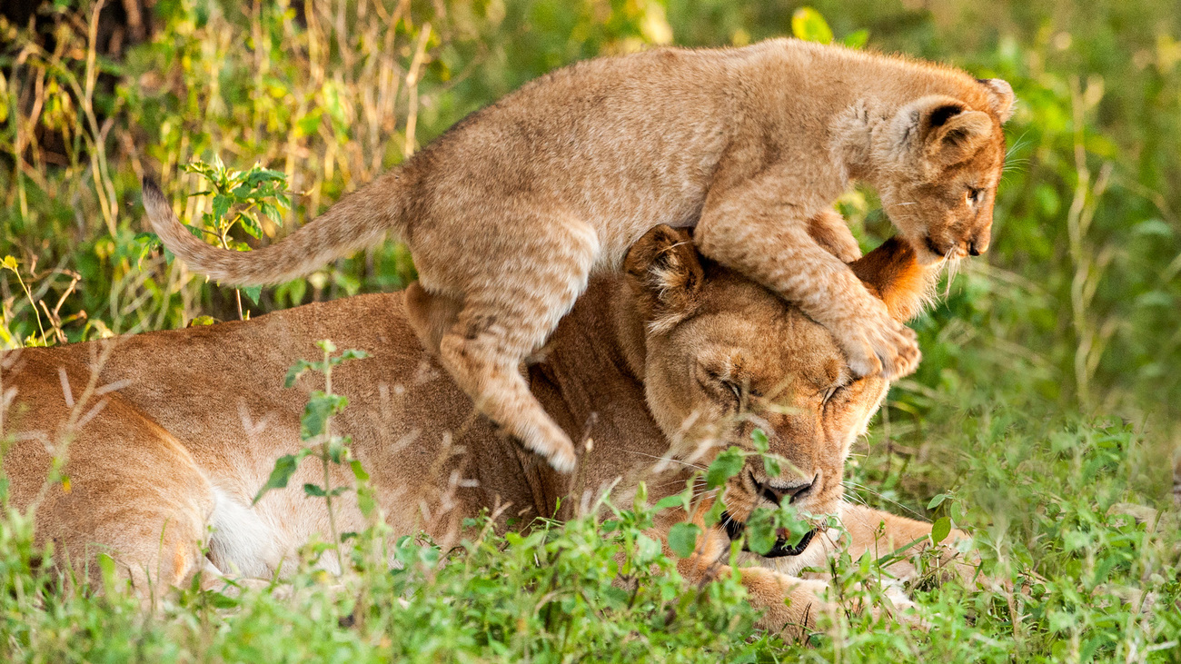 A lion cub plays with their mother.