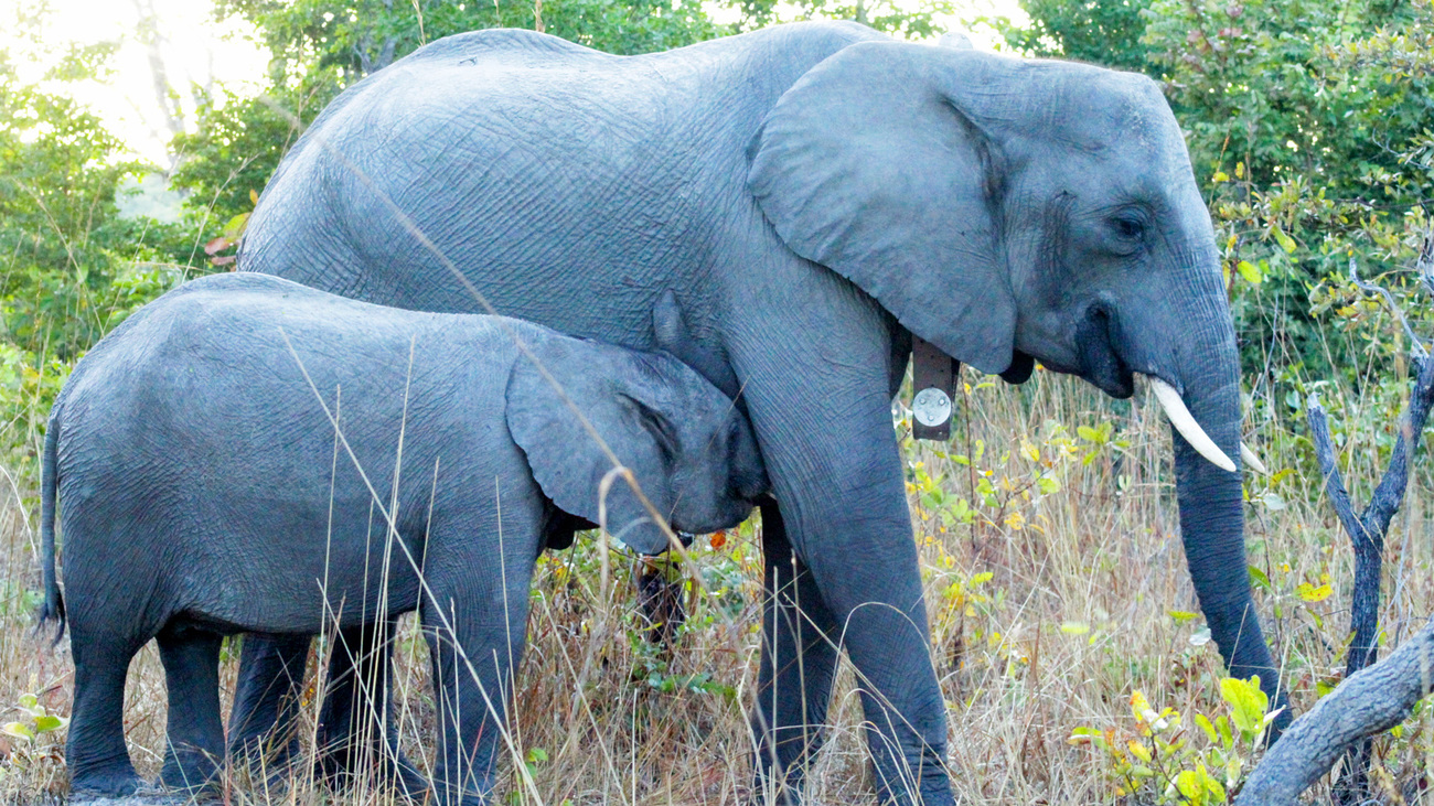 Chamilandu, or Chamma, with her calf Mutaanzi David in Kafue National Park, Zambia.