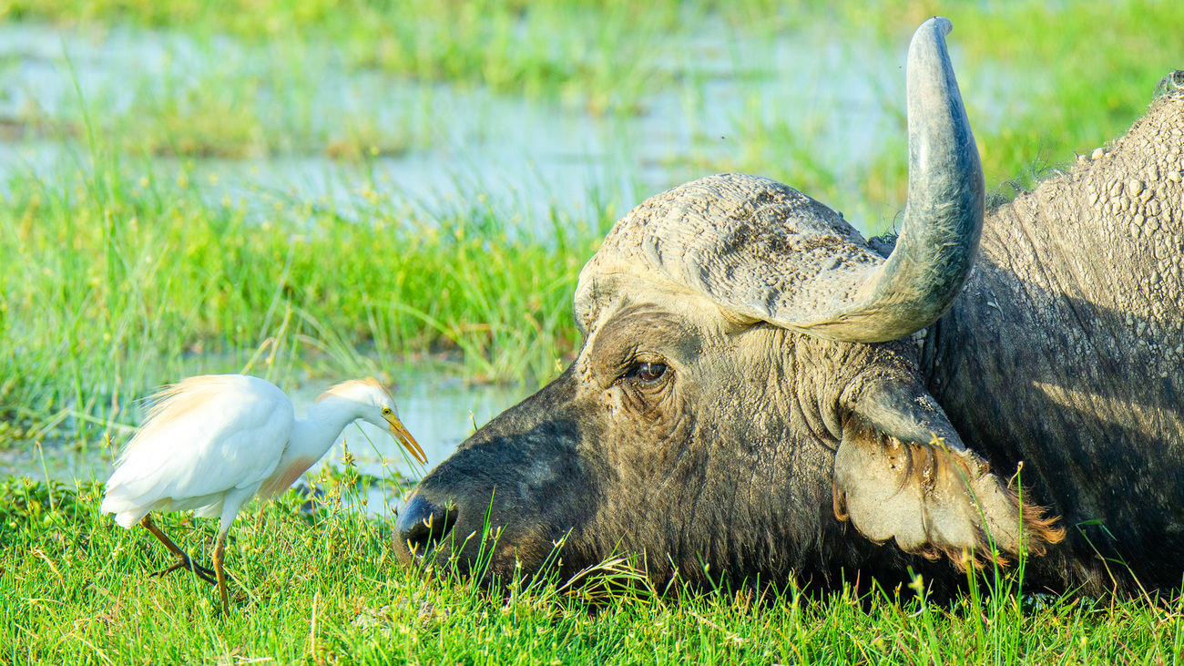 A cattle egret and a Cape buffalo eye-to-eye in Amboseli National Park.