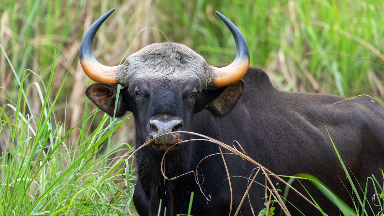 Close-up of a grazing lowland anoa in a field.