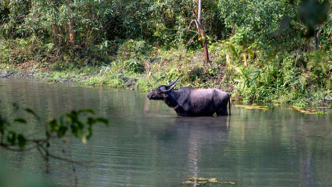 A water buffalo partially submerged in Raimona National Park.