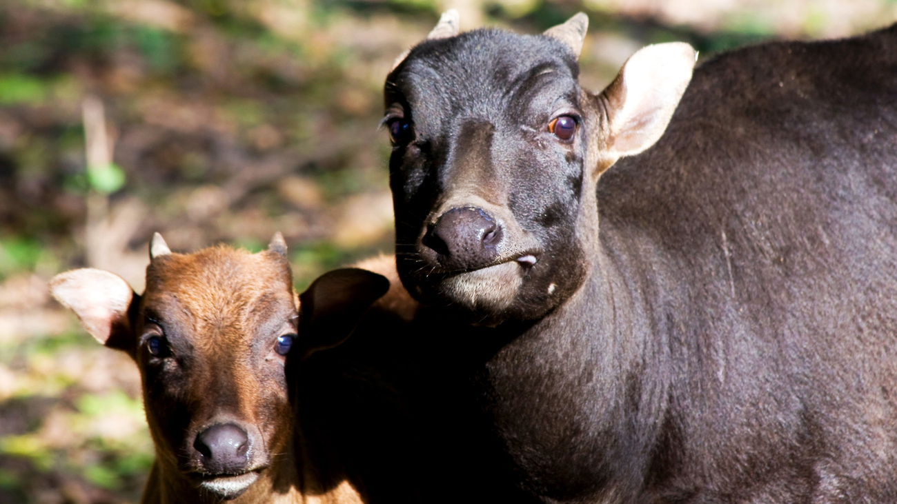 Lowland anoa calf and mother.