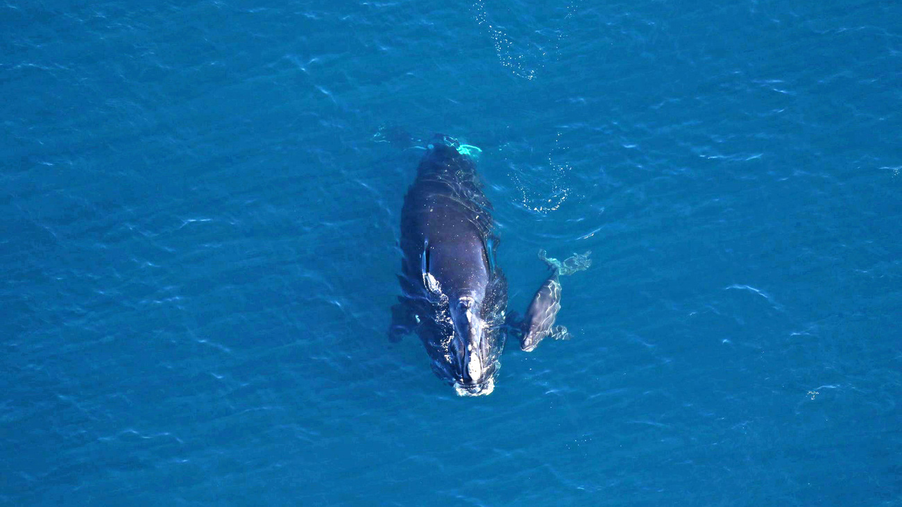 North Atlantic right whale Horton (Catalog #3360) and the second calf of the 2023-4 calving season