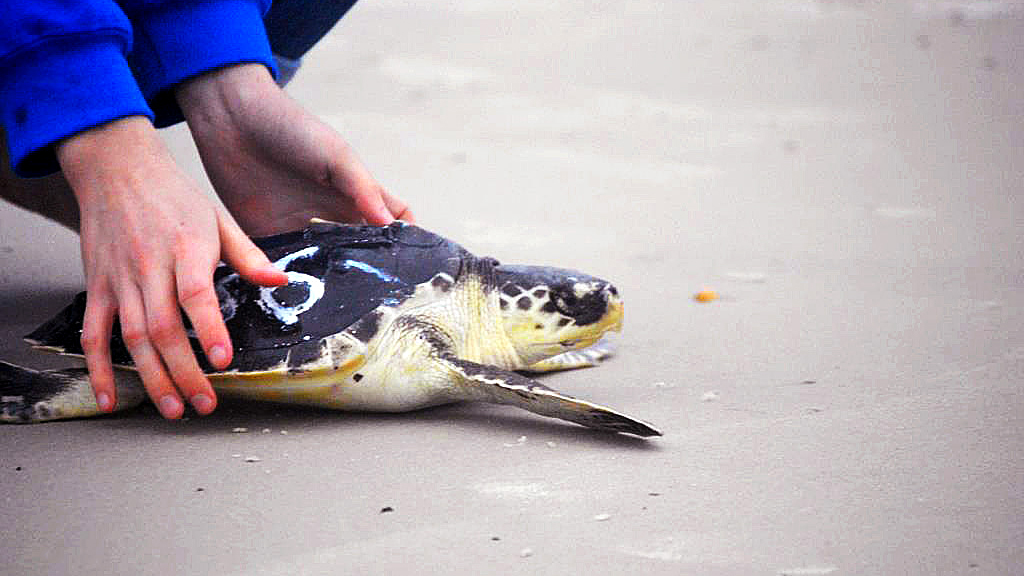 After stranding in Cape Cod and undergoing four months of rehabilitation, a Kemp's ridley turtle is returned to the wild in New Smyrna Beach, Florida.