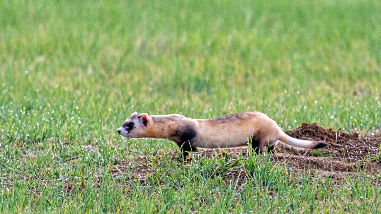 A wild black-footed ferret stalking prey on the plains of Colorado.