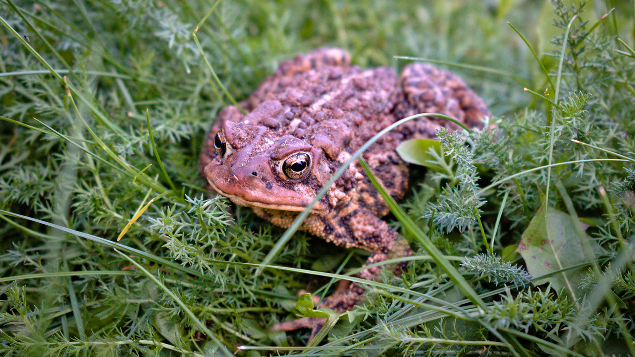 A Houston toad in the grass.