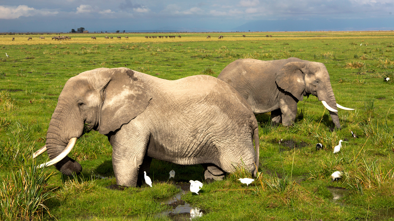 Wildlife in the wild at Amboseli National Park, Kenya. IFAW photographer, Karel Prinsloo captures the native wildlife on a safari drive. Two elephants together.