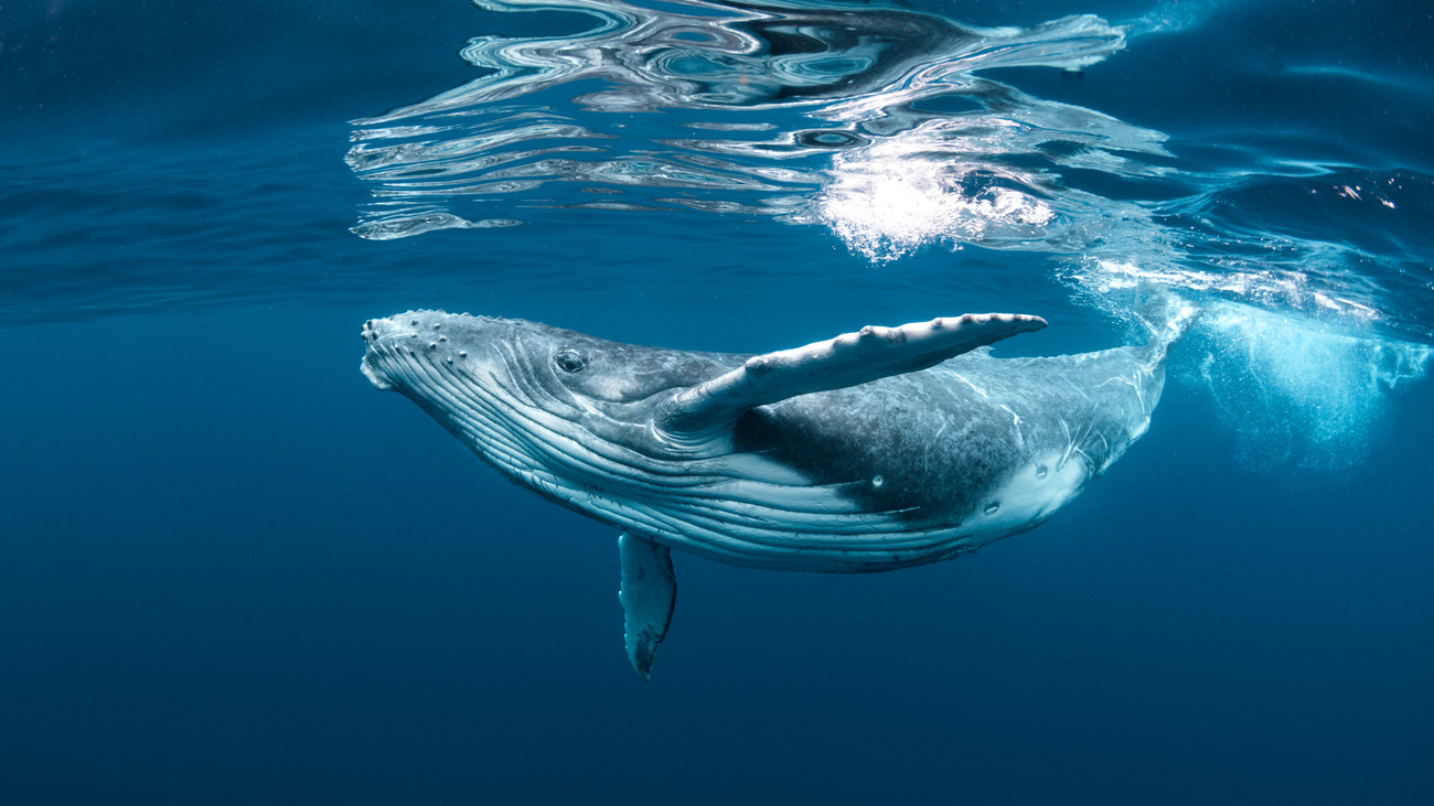 A humpback whale calf swims near the surface of the ocean.