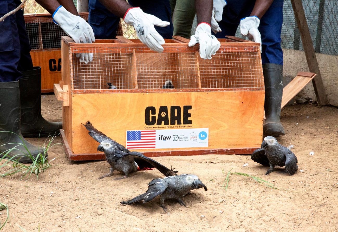 African grey parrots seized from the illegal wildlife trade