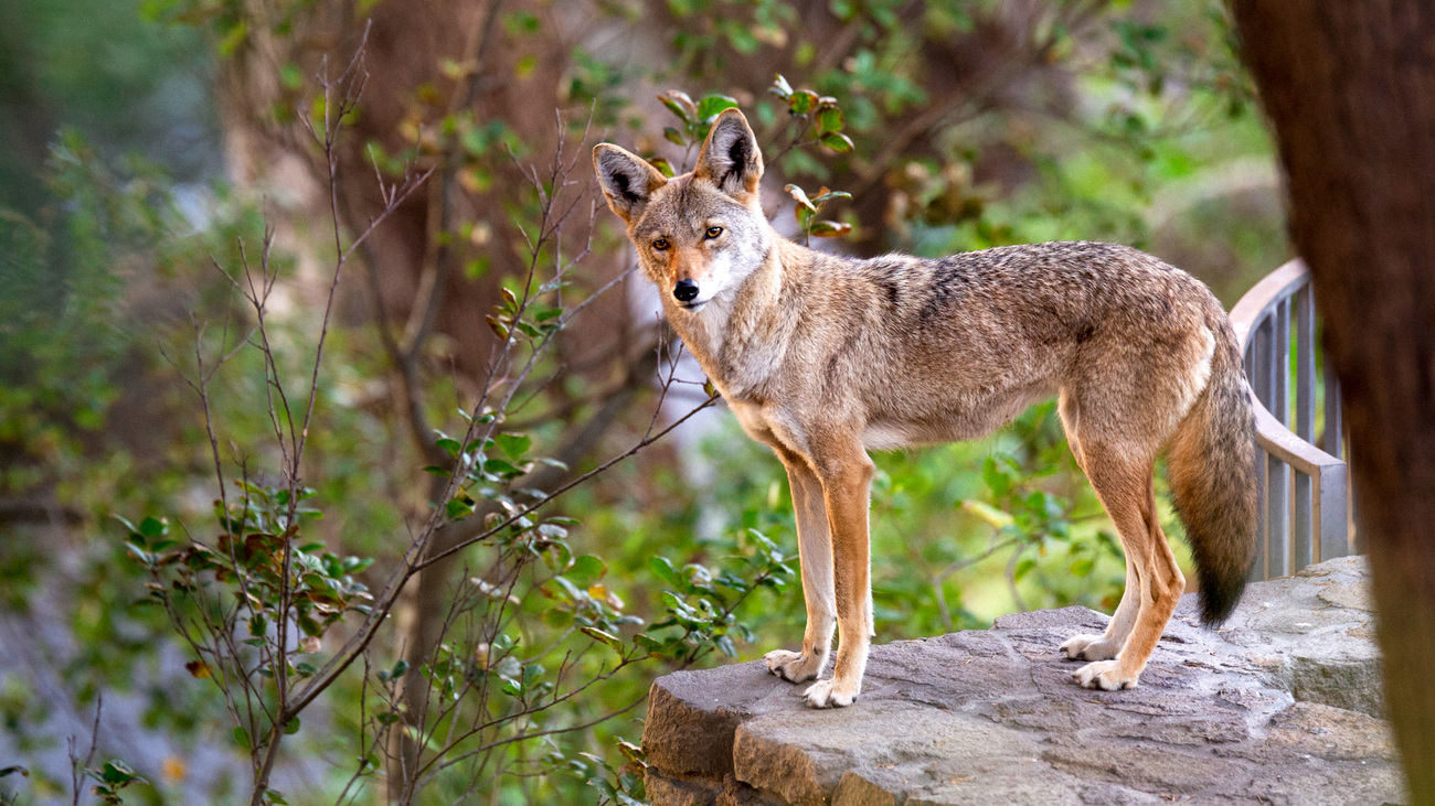 A coyote standing on a stone wall in San Francisco, California.