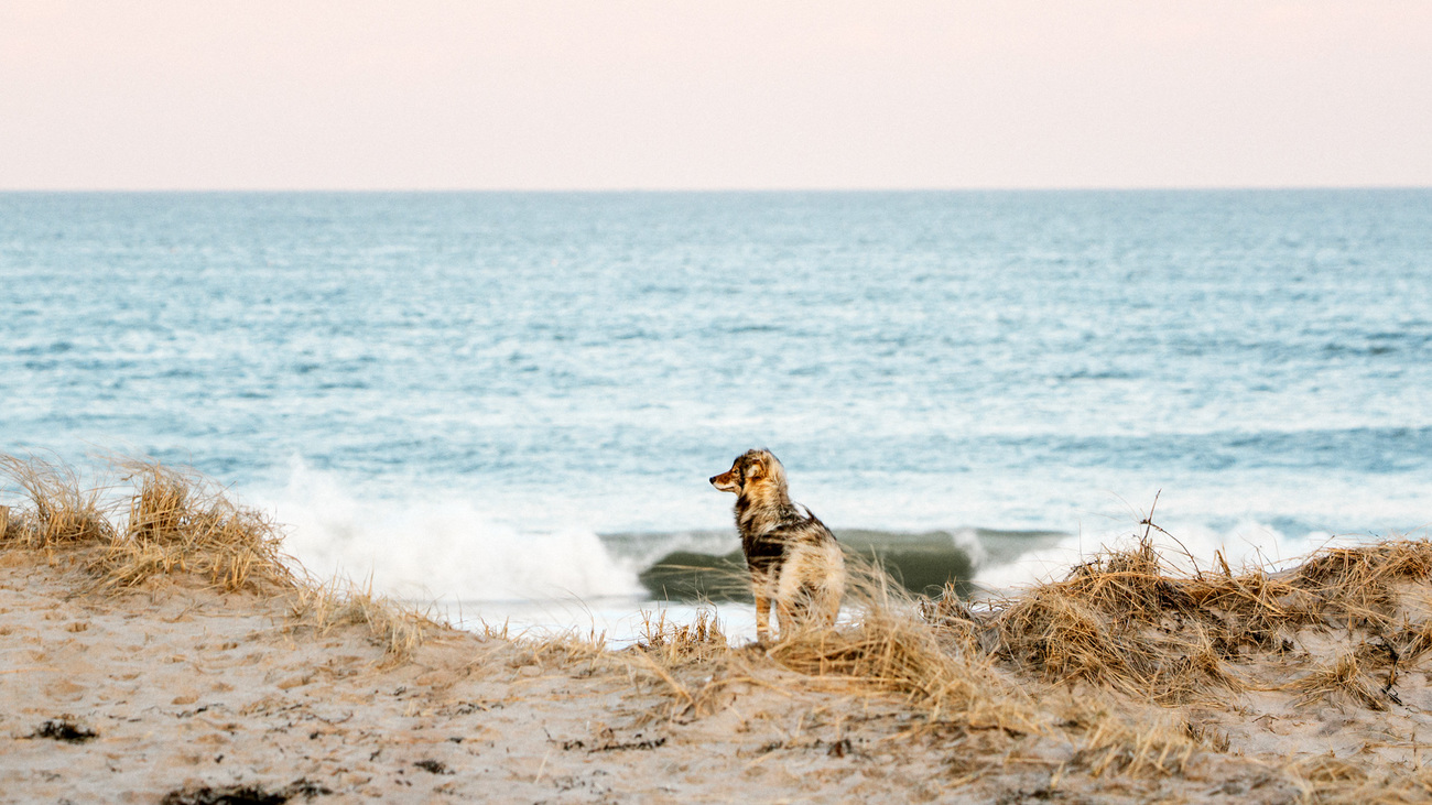 Coyote living on the sandy beaches of Cape Cod.