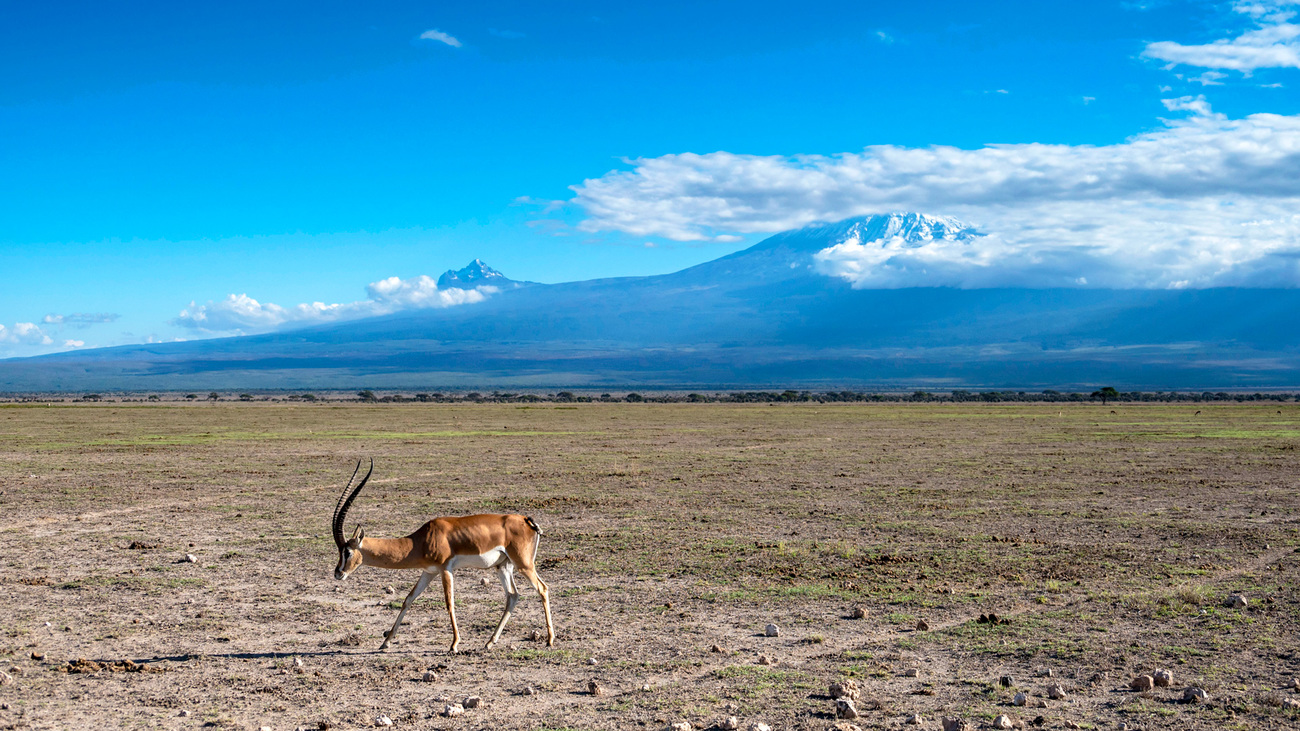 Impala against landscape of Mount Kilimanjaro, Amboseli National Park, Kenya.