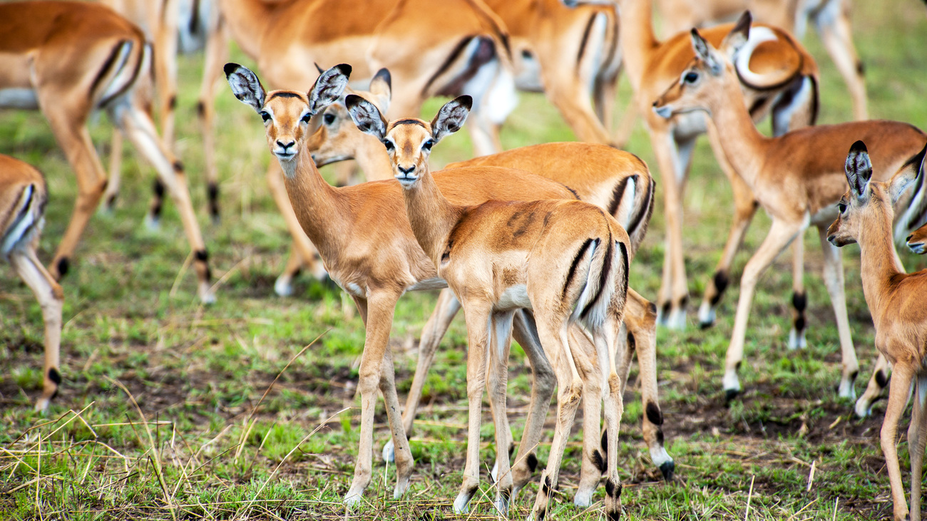 A herd of impala in Serengeti National Park, Tanzania.