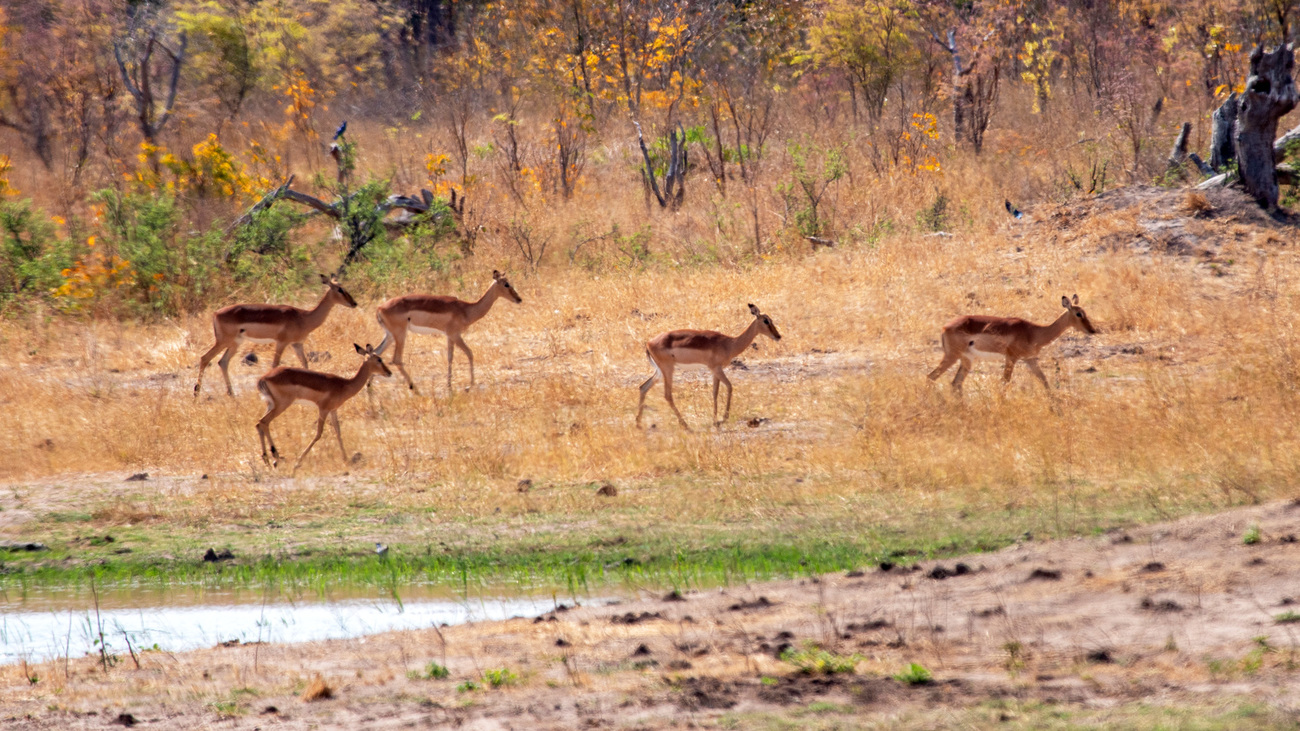 A small herd of impala spotted at the edge of a watering hole near the Luvingi Pan Campsite in Hwange.