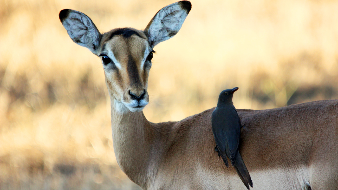 A female impala with an oxpecker bird on her back in Liwonde National Park, Malawi.