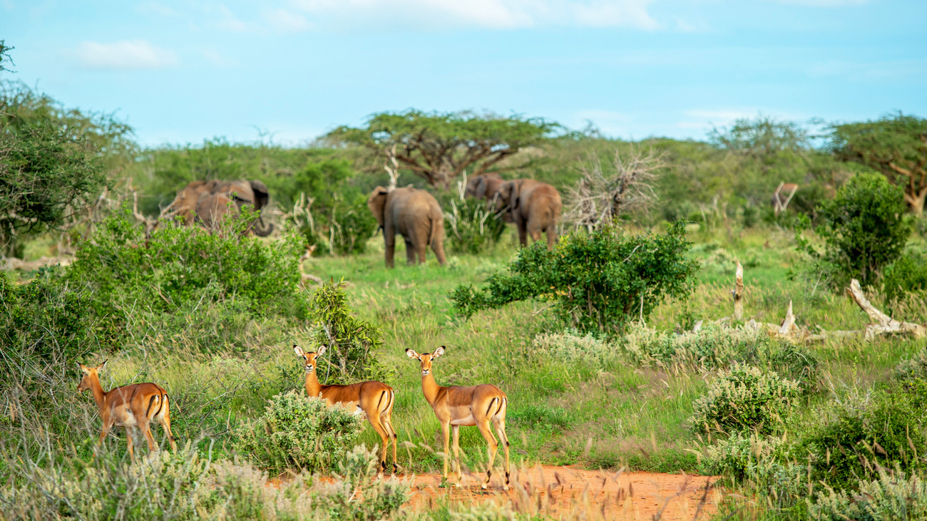 Elephants and impala in Taita Hills Sanctuary.