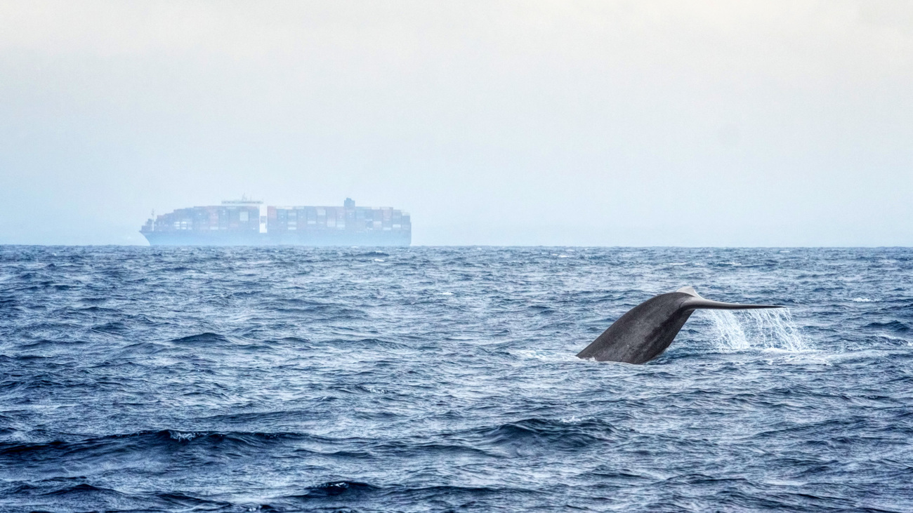 Blue whale with cargo ship in the background near Mirrisa, Sri Lanka.