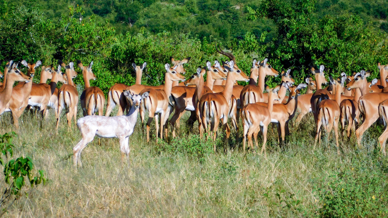 A leucistic white impala amongst a herd of impala in Hwange National Park, Zimbabwe.