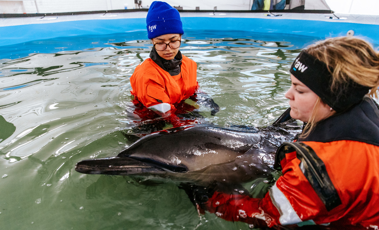 First patient at the Dolphin Rescue Center