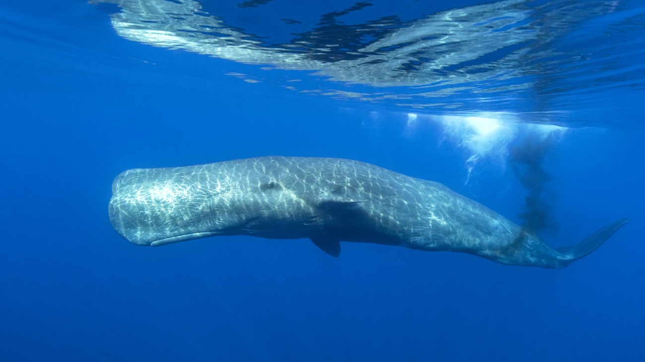 A sperm whale defecating near the surface, in the Ligurian Sea, Mediterranean Sea, Italy.