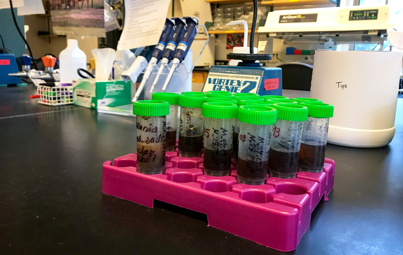 Test tubes containing elephant dung samples for DNA testing with one tube labeled with Nania’s name.