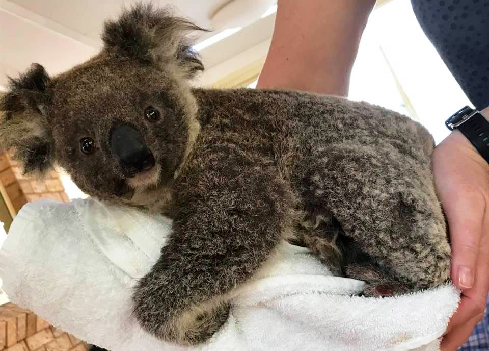 Ember the koala, rescued from the bushfires, shortly after her intake.