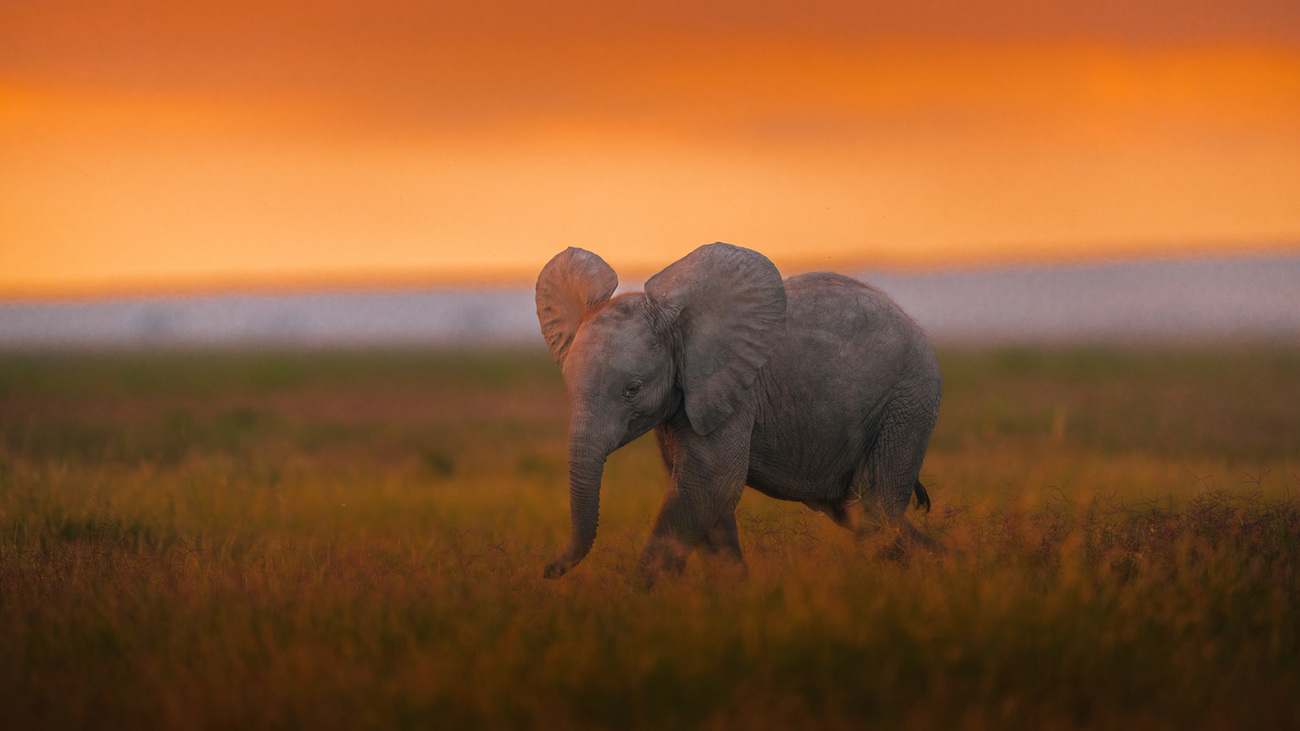  A young elephant calf in Amboseli National Park, Kenya