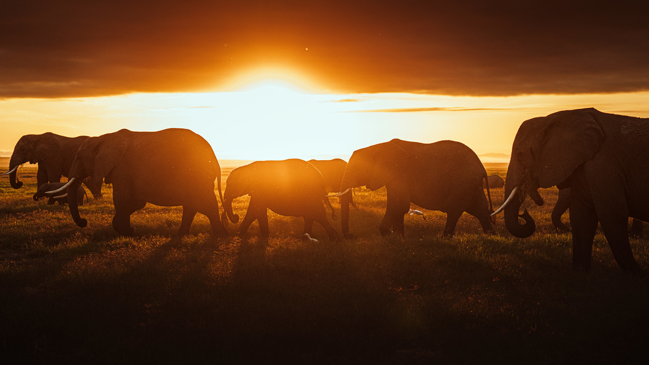 A herd of elephants walking through Amboseli National Park at sunrise.