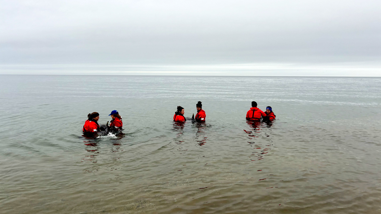 Released of 3 rescued dolphins off Provincetown