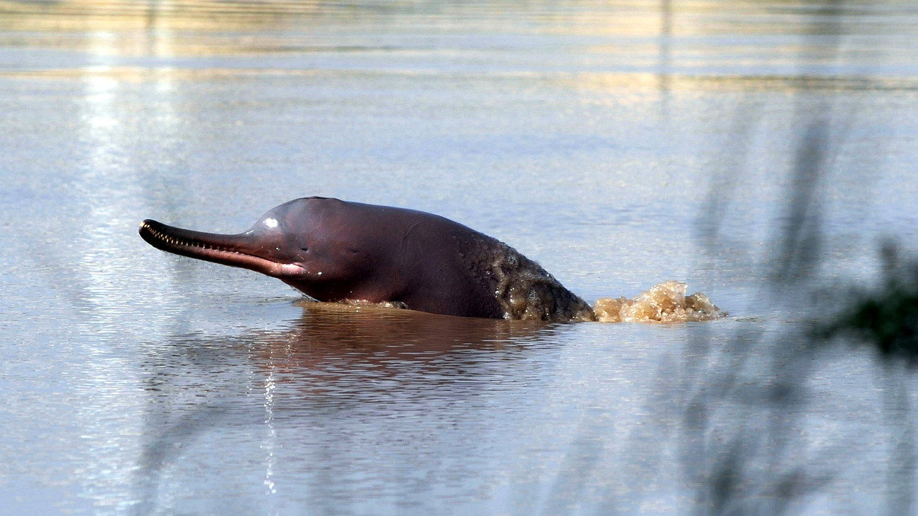 An Indus river dolphin.