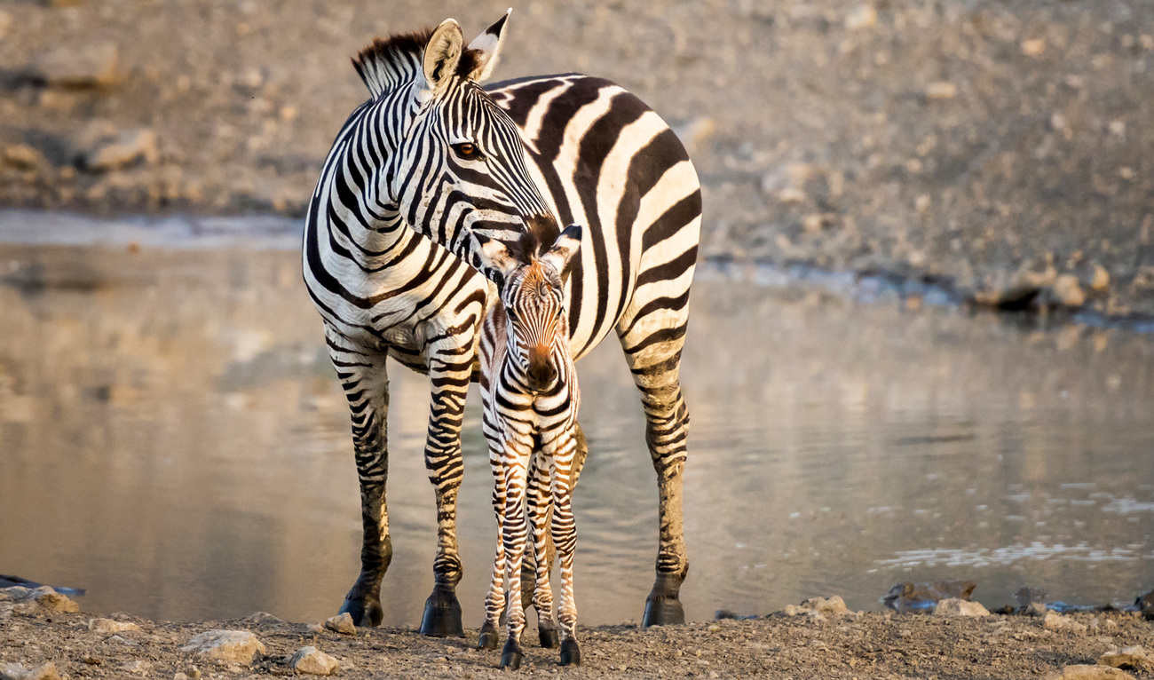 A zebra mother and her calf standing together in Serengeti National Park, Tanzania.