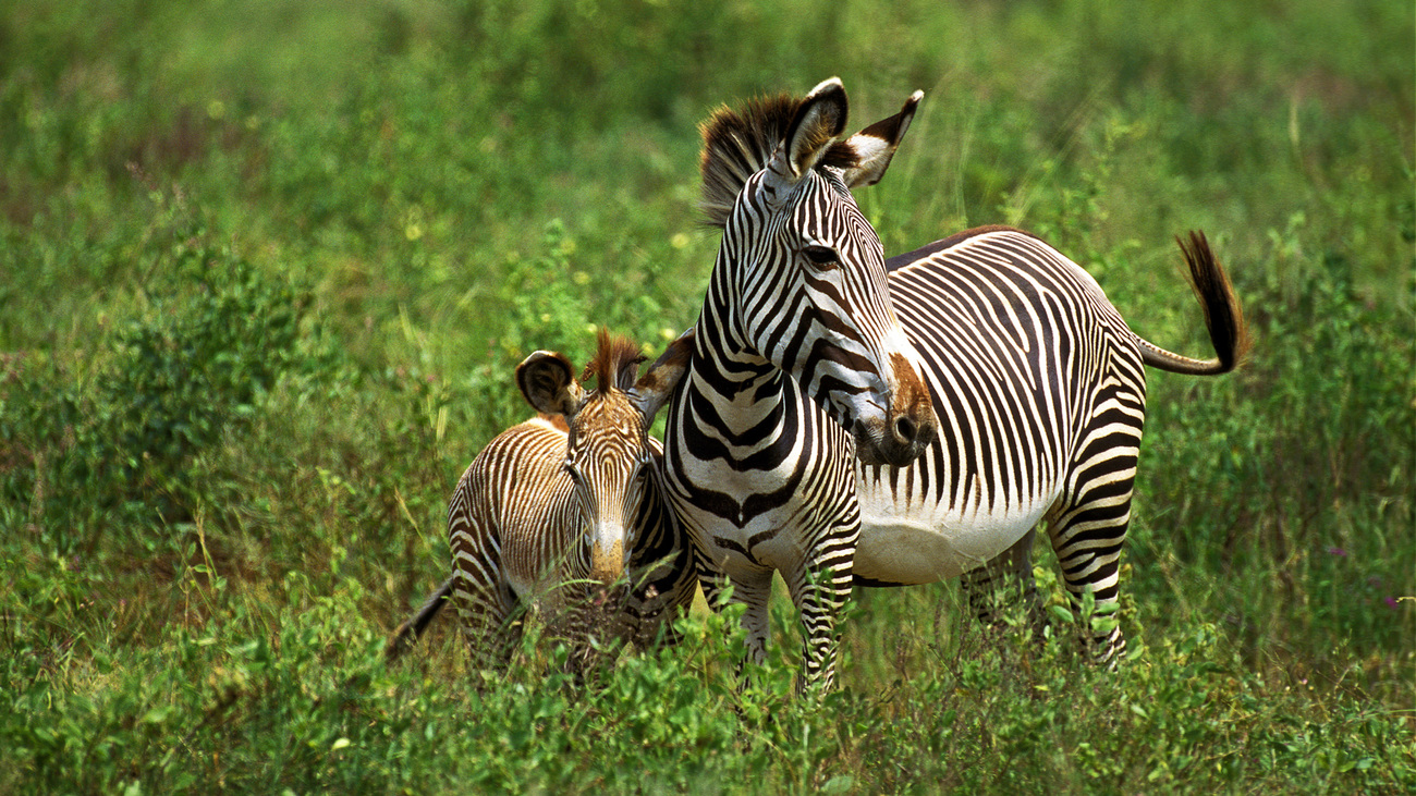 Grevy’s zebra with foal in Samburu National Reserve, Kenya.