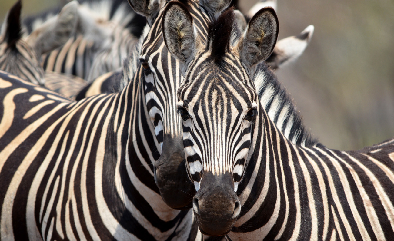 Two zebras in Kruger National Park, South Africa.